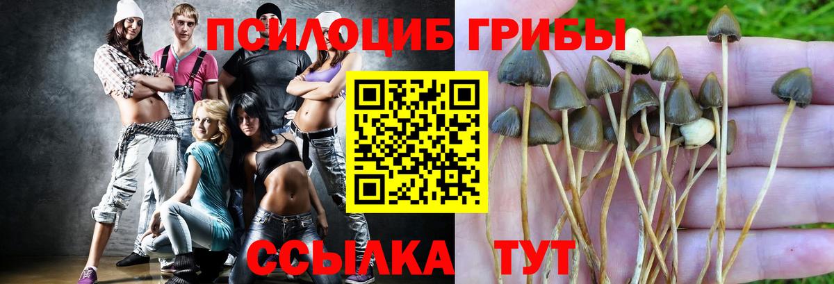 где продают наркотики  Вход с VPN  Галлюциногенные грибы Cubensis  Сосновоборск  Галлюциногенные грибы Psilocybe 
